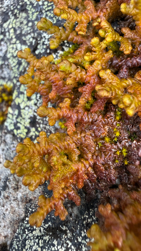 Northern Naugehyde Liverwort
