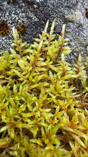 Red-stemmed Feather Moss