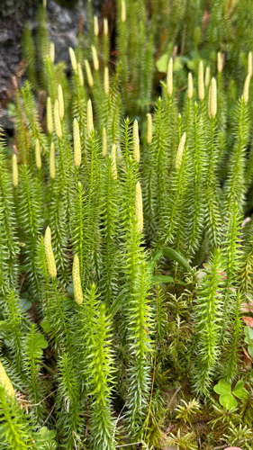 interrupted clubmoss
