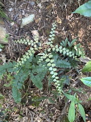 Adiantum flabellulatum, photograph (c) Yi CHEN, some rights reserved (CC BY)