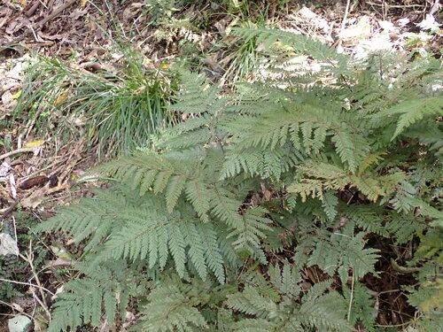 Parapolystichum microsorum, photograph 5