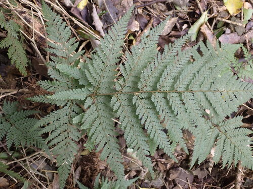 Parapolystichum microsorum, photograph 6