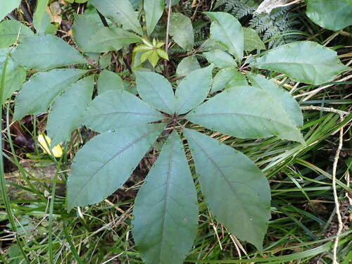 Schefflera digitata, photograph 4