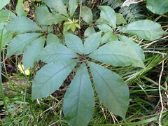 Schefflera digitata, photograph (c) Leon Perrie, some rights reserved (CC BY)