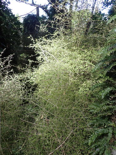 Coprosma areolata, photograph 3
