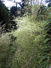 Coprosma areolata, photograph (c) Leon Perrie, some rights reserved (CC BY)