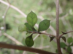 Coprosma areolata, photograph (c) Leon Perrie, some rights reserved (CC BY)