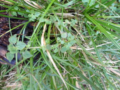 Parietaria debilis