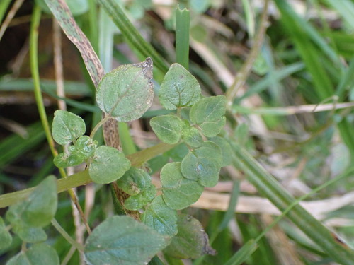 Parietaria debilis, photograph 1