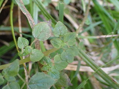 Parietaria debilis, photograph (c) Leon Perrie, some rights reserved (CC BY)
