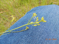 Sisymbrium polymorphum