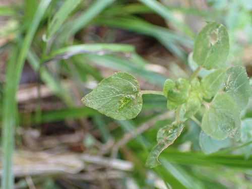 Parietaria debilis, photograph 2