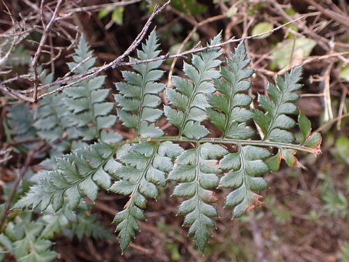 Polystichum oculatum, photograph 3