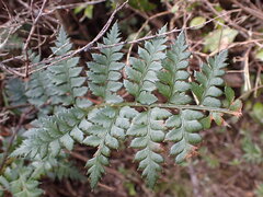 Polystichum oculatum, photograph (c) Leon Perrie, some rights reserved (CC BY)