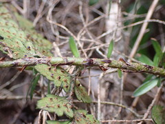 Polystichum oculatum, photograph (c) Leon Perrie, some rights reserved (CC BY)