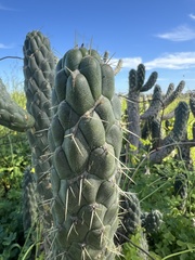 Austrocylindropuntia cylindrica