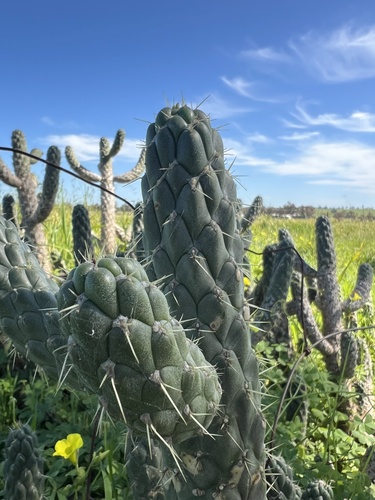 Austrocylindropuntia cylindrica, photograph 2
