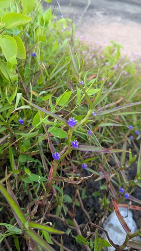 Cyanotis axillaris, photograph 2