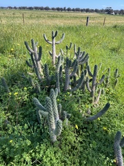 Austrocylindropuntia cylindrica, photograph (c) Jared Shorma, some rights reserved (CC BY)