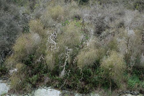 Coprosma virescens