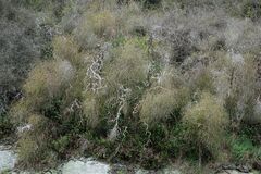 Coprosma virescens