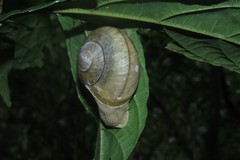 Dyakiidae