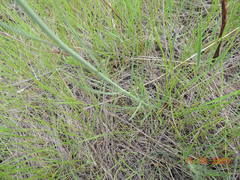 Sisymbrium polymorphum