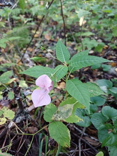 Himalayan balsam