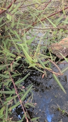 Aeschynomene indica