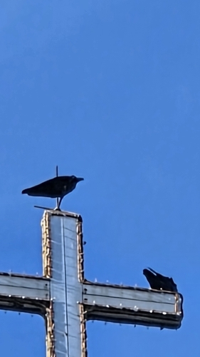 Large-billed Crow