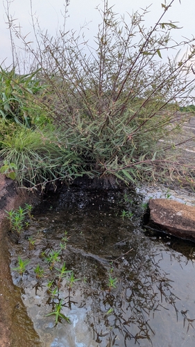 Aeschynomene indica, photograph 3