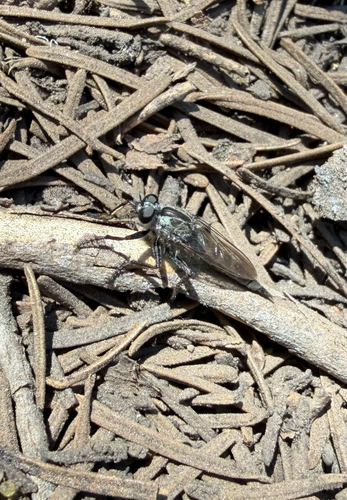 iNaturalist observation photo of Asilinae
