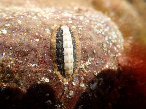 Ischnochiton elongatus observed 2026-09-12