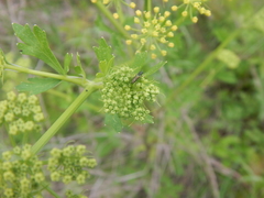 Agrilaxia flavimana