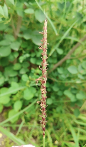Ischaemum rugosum observed 2026-09-12