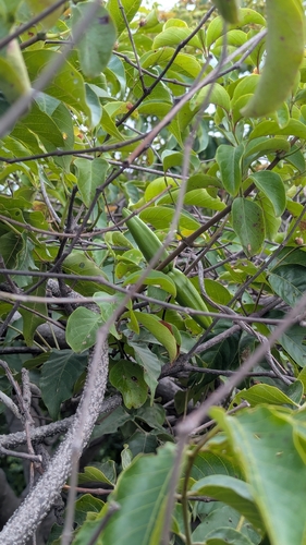 Decalepis hamiltonii