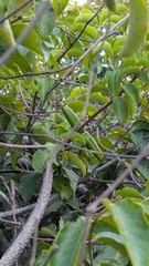 Decalepis hamiltonii, photograph (c) Ravuri Krishna Chaitanya, some rights reserved (CC BY)
