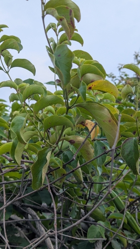 Decalepis hamiltonii, photograph 2
