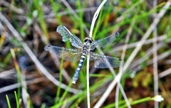 Nannothemis bella