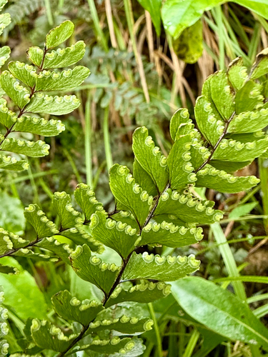 Adiantum fulvum observed 2026-09-03