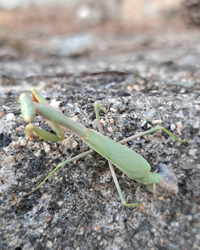 Mediterranean Mantis