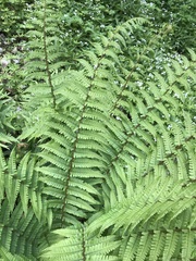Dryopteris affinis