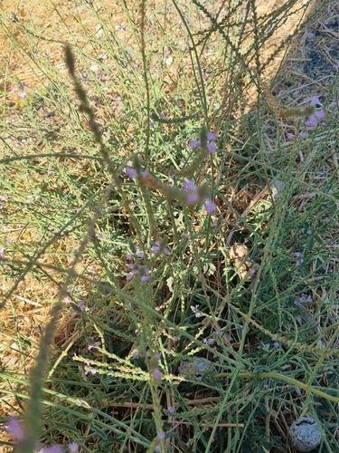 Common vervain