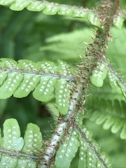 Dryopteris affinis