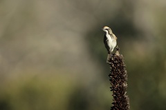 Gliciphila melanops