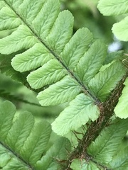 Dryopteris affinis