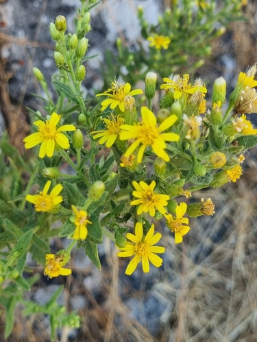 false yellowhead