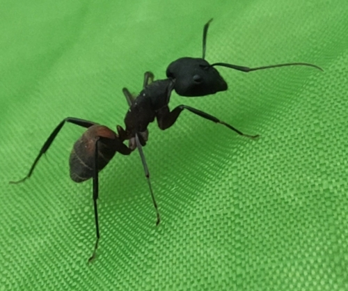 Blood-spotted Sugar Ant