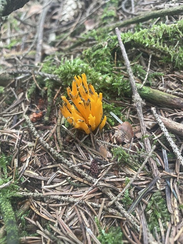Jelly-antler