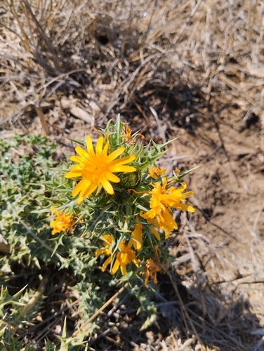 common golden thistle